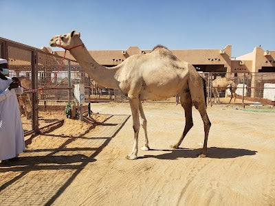 Al Ain Camel Market_Al Ain Camel Marketの画像