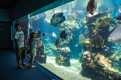 ニューカレドニア・ラグーン水族館_Aquarium des Lagons Nouvelle Caledonieの画像