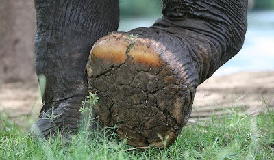 エレファント ワールド_Elephants Worldの画像