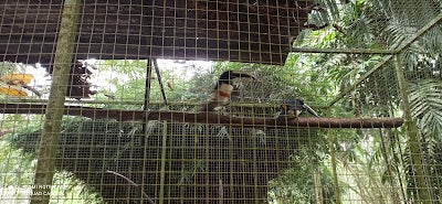 Suriname BIRD paradise_Suriname BIRD paradiseの画像