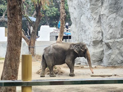 マニラ動物園_Manila Zooの画像