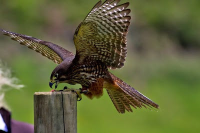 Wingspan National Bird of Prey Centre_Wingspanの画像