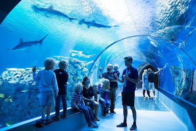 デンマーク水族館_National Aquarium Denmarkの画像