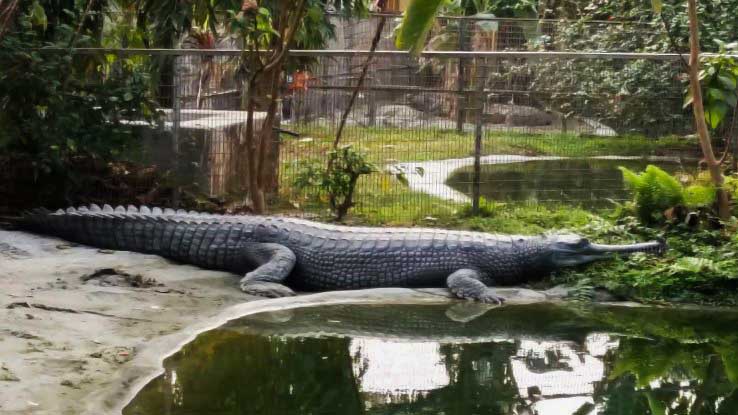 Amo Chhu crocodile breeding centre